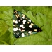 Scarlet Tiger Moth dominula 20 eggs